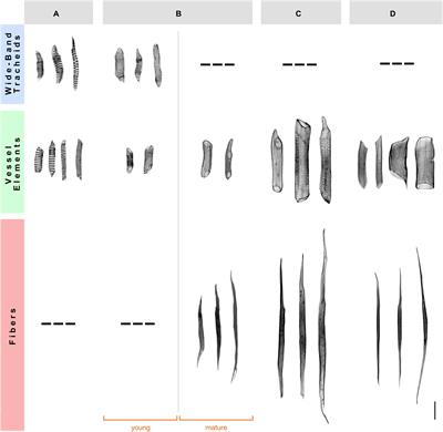 Expression of the KNOTTED HOMEOBOX Genes in the Cactaceae Cambial Zone Suggests Their Involvement in Wood Development